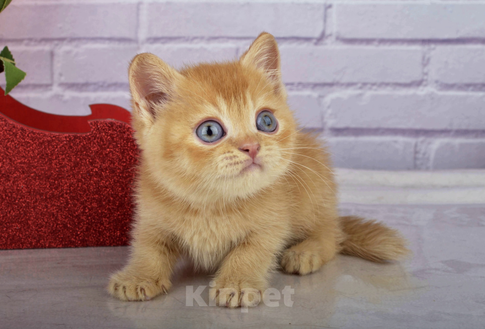 Кошки в Санкт-Петербурге: Британский солнечный котик Мальчик, 45 000 руб. - фото 4