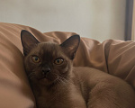 Кошки в Екатеринбурге: Котенок Европейской бурмы Мальчик, 25 000 руб. - фото 1