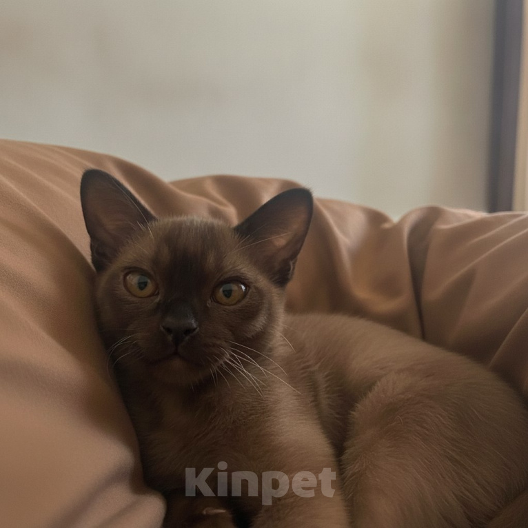 Кошки в Екатеринбурге: Котенок Европейской бурмы Мальчик, 25 000 руб. - фото 1