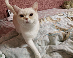 Кошки в Москве: Британские котята, кошки и кот Мальчик, 15 000 руб. - фото 3
