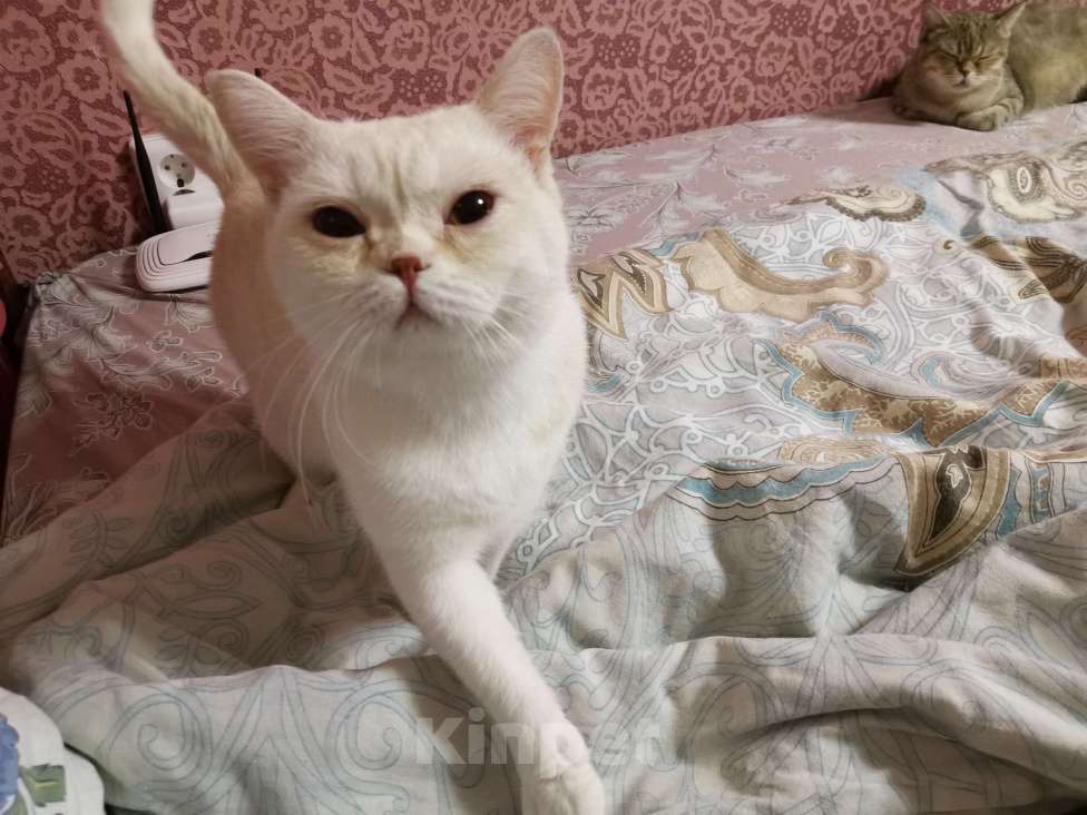 Кошки в Москве: Британские котята, кошки и кот Мальчик, 15 000 руб. - фото 3