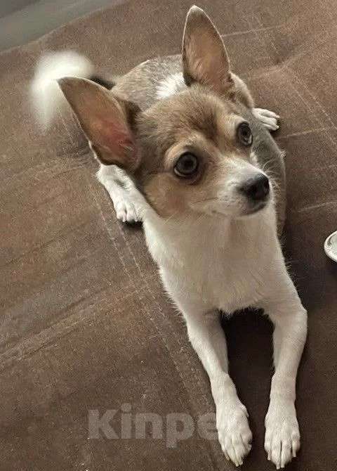 Собаки в Воронеже: Дизайнерские щенки той-терьера Девочка, 7 000 руб. - фото 5