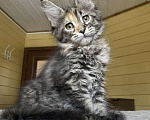 Кошки в Москве: Мейн-кун полидакт девчушка🔥 Девочка, 80 000 руб. - фото 7