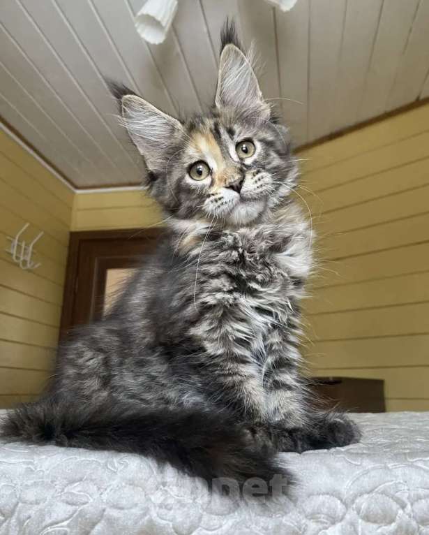 Кошки в Москве: Мейн-кун полидакт девчушка🔥 Девочка, 80 000 руб. - фото 7