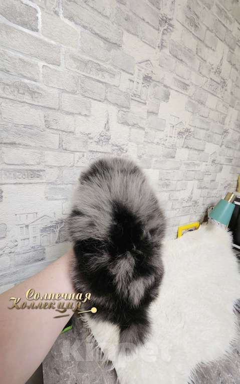 Собаки в Москве: Эксклюзивный окрас мальчик померанского шпица Мальчик, Бесплатно - фото 3