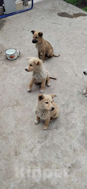 Собаки в других городах Ростовской области: Щенки в добрые руки Мальчик, Бесплатно - фото 9