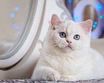 Кошки в Москве: Британский котенок Вьюга Девочка, 140 000 руб. - фото 2