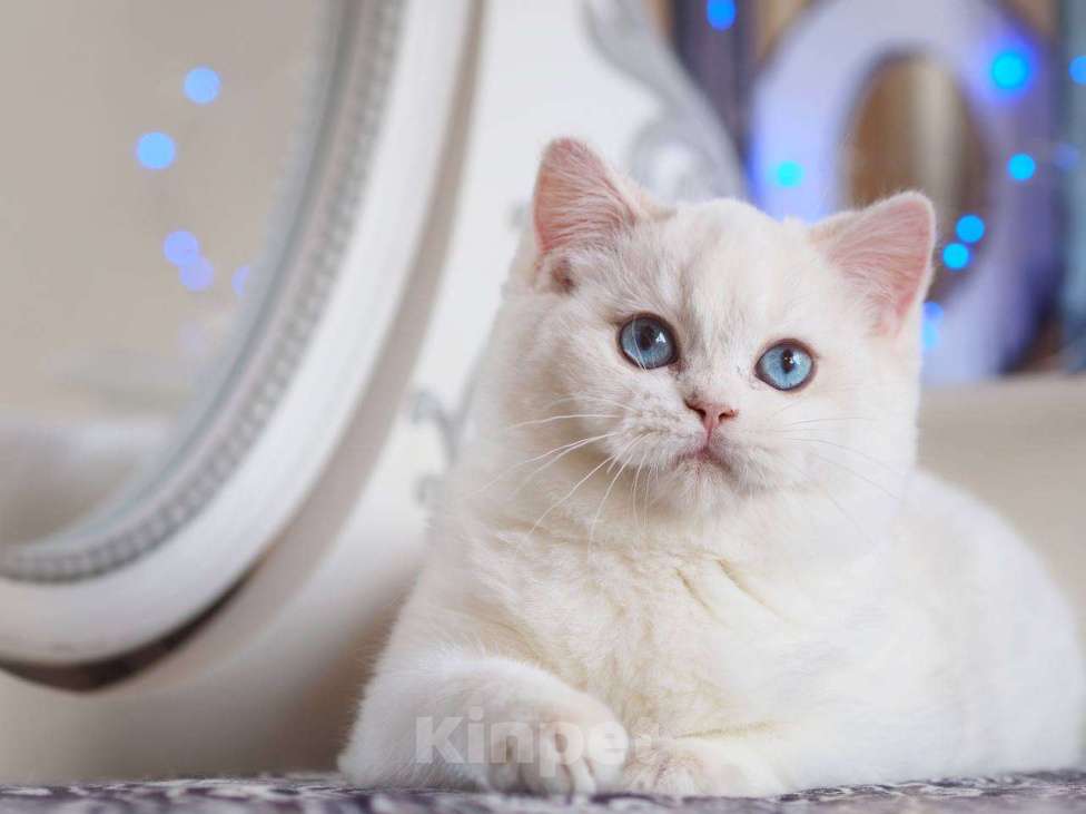 Кошки в Москве: Британский котенок Вьюга Девочка, 140 000 руб. - фото 2