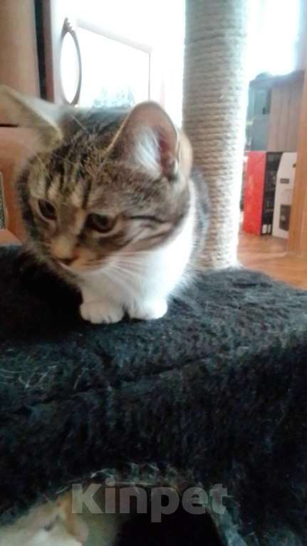 Кошки в Москве: В добрые руки Девочка, 100 руб. - фото 3