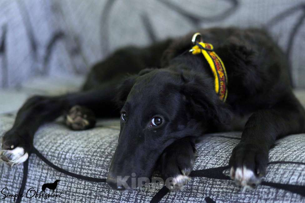 Собаки в Москве: Кобель РПБ чёрного окраса  Мальчик, 150 000 руб. - фото 1