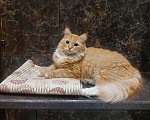 Кошки в Можайске: Пропал кот Мальчик, 1 руб. - фото 2