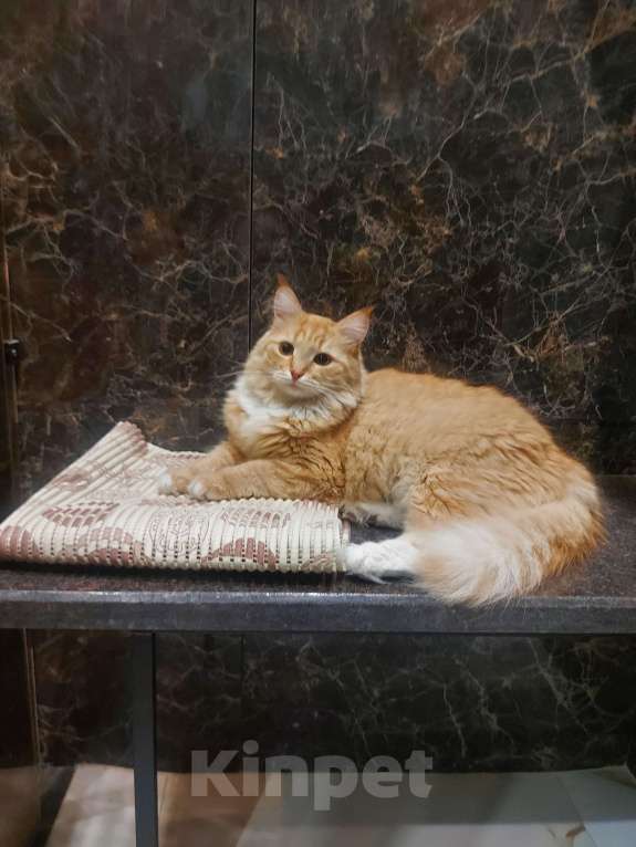 Кошки в Можайске: Пропал кот Мальчик, 1 руб. - фото 2