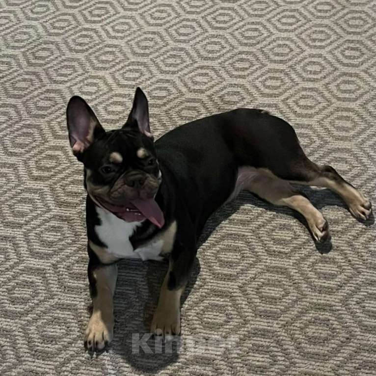 Собаки в Красноярске: Французский бульдог  Девочка, 25 000 руб. - фото 3