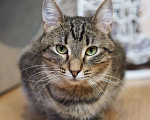 Кошки в Москве: Пружинка мечтает обрести дом! Девочка, Бесплатно - фото 2