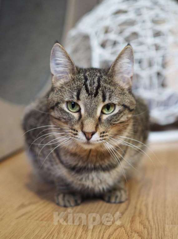 Кошки в Москве: Пружинка мечтает обрести дом! Девочка, Бесплатно - фото 2