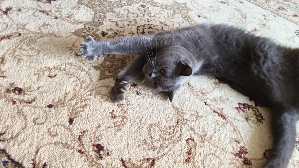 Кошки в Томске: Кошка британка Девочка, Бесплатно - фото 2