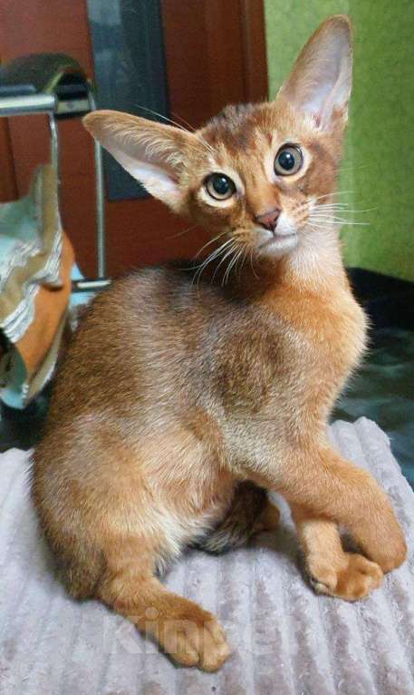 Кошки в Нижнем Новгороде: Котята абиссинской породы Мальчик, 35 000 руб. - фото 1