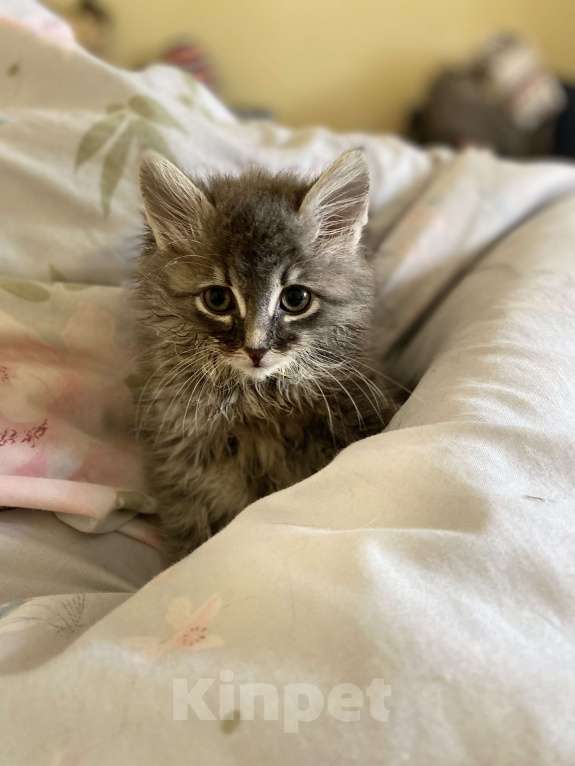 Кошки в Москве: Котенок Пух Мальчик, Бесплатно - фото 3