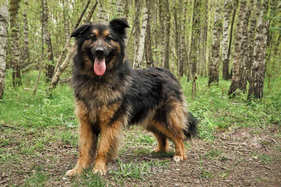 Собаки в Ногинске: Ербол в переводе с каз. «Будь настоящим мужчиной». Мальчик, Бесплатно - фото 2