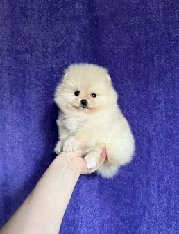 Объявление: Девочка, 30 000 руб., Москва