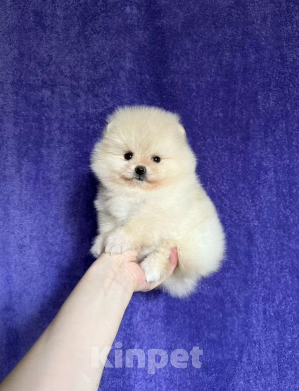 Собаки в Москве: Девочка Девочка, 30 000 руб. - фото 1