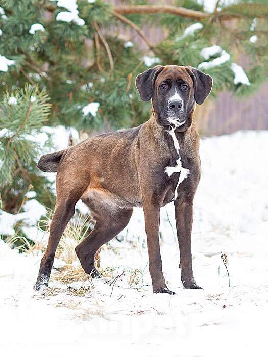 Собаки в Москве: Красавица Лада, молодая добрая семейная собака ищет дом Девочка, 10 руб. - фото 1