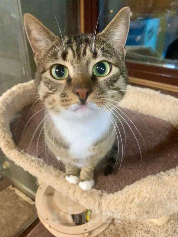 Кошки в Москве: Кот Фольксваген, заводится с пол-оборота  Мальчик, Бесплатно - фото 2