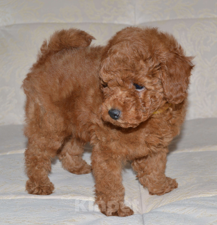 Собаки в Ульяновске: той-пудель,щенок Мальчик, 100 000 руб. - фото 2