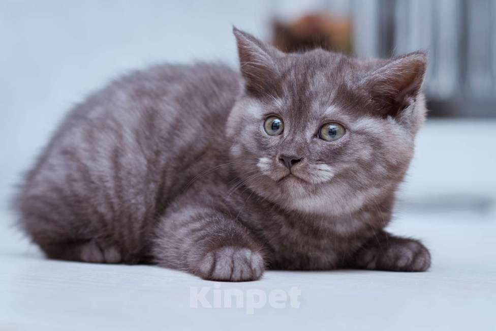 Кошки в Москве: Котята ищут дом! Девочка, Бесплатно - фото 2