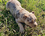 Собаки в других городах Московской области: Американский Булли стандарт Девочка, 140 000 руб. - фото 8
