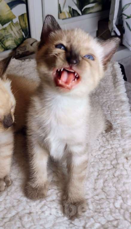 Кошки в Санкт-Петербурге: Девочка Девочка, Бесплатно - фото 1