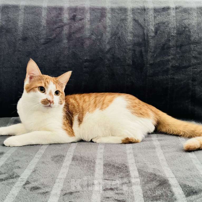 Кошки в Москве: Рыжий котенок в добрые руки Мальчик, Бесплатно - фото 2