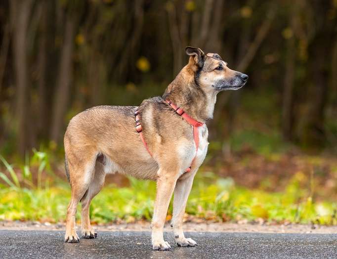 Собаки в Москве: Джой Мальчик, Бесплатно - фото 4