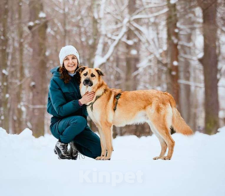 Собаки в Москве: Собака бесплатно Москва Мальчик, Бесплатно - фото 6