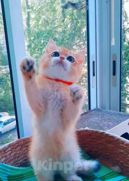 Кошки в Москве: Золотые плюшевые шиншилы  Мальчик, 50 000 руб. - фото 2