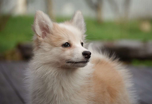 Ненецкая оленегонная лайка, кобель Жиган.