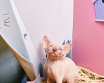 Кошки в Москве: Котенок канадский сфинкс Мальчик, Бесплатно - фото 5