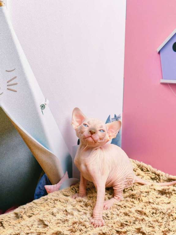 Кошки в Москве: Котенок канадский сфинкс Мальчик, Бесплатно - фото 5