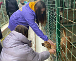 Собаки в других городах Краснодарского края: 3лапый метис корги в дар с доставкой  Мальчик, Бесплатно - фото 2