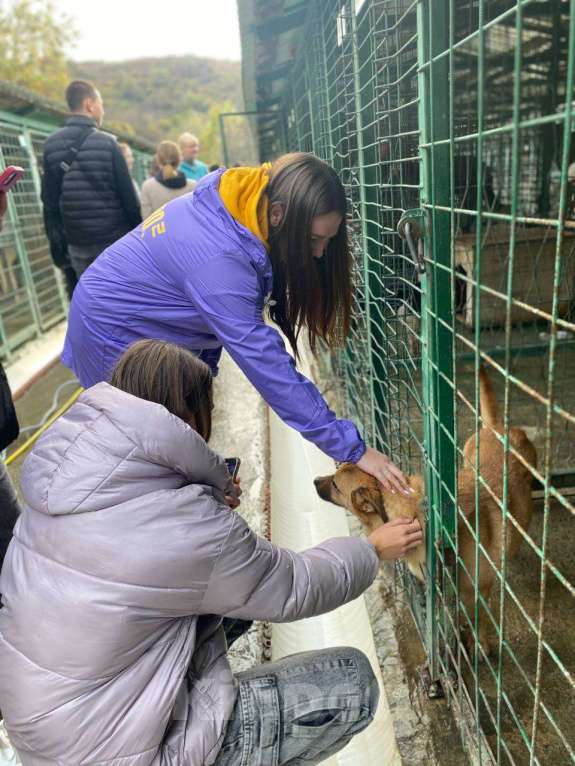 Собаки в других городах Краснодарского края: 3лапый метис корги в дар с доставкой  Мальчик, Бесплатно - фото 2