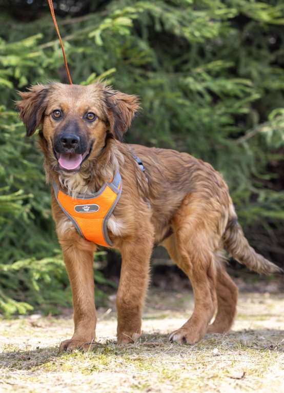 Собаки в Москве: Ищем Рэму новый дом Мальчик, Бесплатно - фото 3