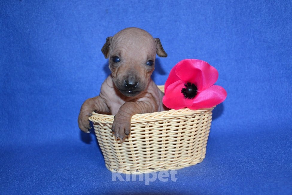 Собаки в Москве: Щенки американского голого терьера  Девочка, 45 000 руб. - фото 4