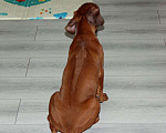 Собаки в Одинцово: Девочка родезийский риджбек. Стандарт. Девочка, Бесплатно - фото 2