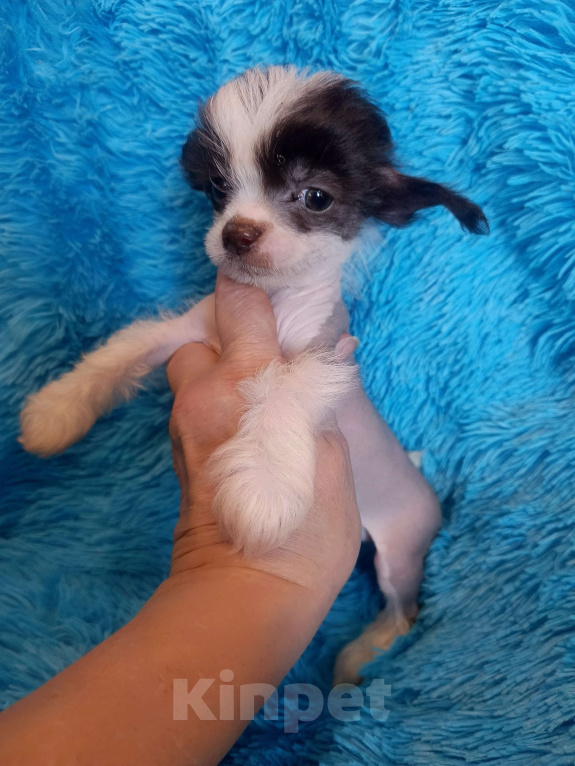 Собаки в Санкт-Петербурге: Китайская хохлатая мини  Мальчик, 50 000 руб. - фото 5