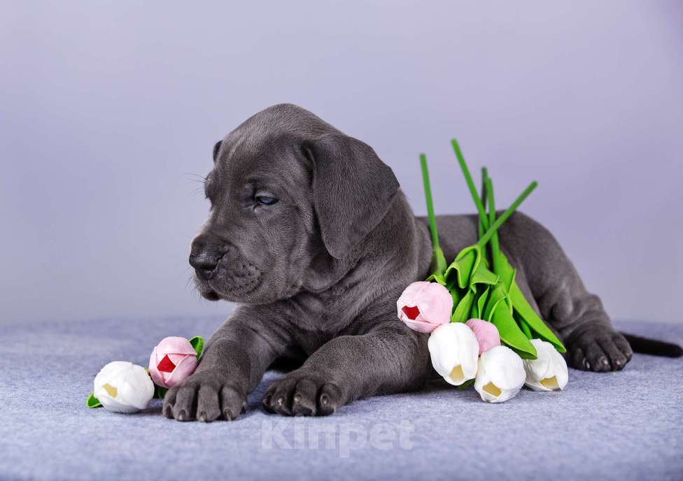 Собаки в Нижнем Новгороде: Немецкий Дог Чемпион Моего Сердца (Розовая лента) Девочка, 100 000 руб. - фото 6