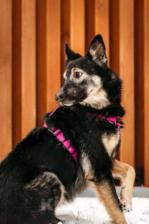 Собаки в Москве: Муза в поисках родственной души Девочка, Бесплатно - фото 3