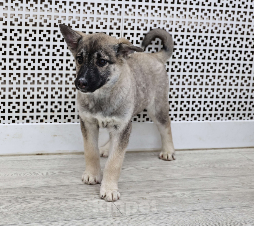 Собаки в Москве: Щенки бесплатно в Москве Девочка, Бесплатно - фото 5