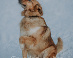 Собаки в Москве: Невероятно красивый и поразительно умный Гранд в поисках дома Мальчик, Бесплатно - фото 5