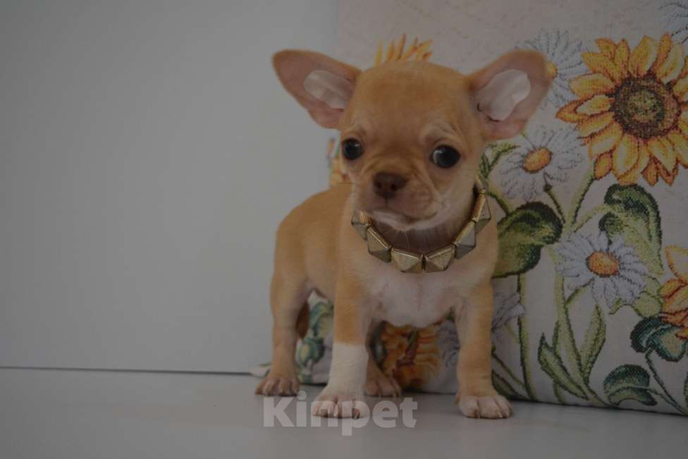 Собаки в Екатеринбурге: щенки чихуахуа Разнополые, 25 000 руб. - фото 1