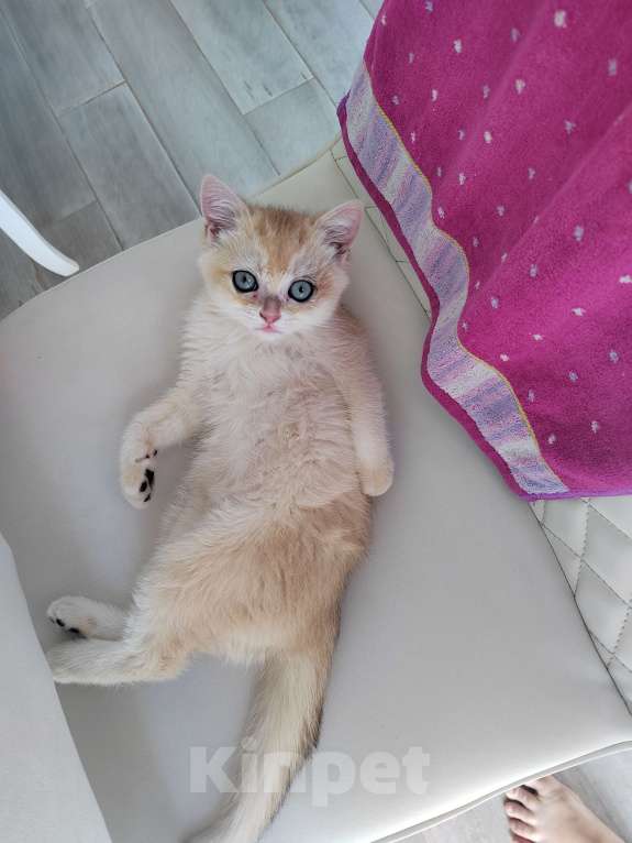 Кошки в Красногорске: Джессика ищет хозяев! Девочка, 1 000 руб. - фото 3